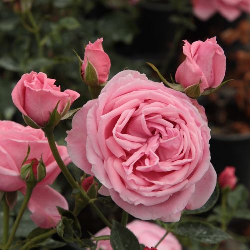 Shop - Rosa Coral Dawn - rosa - kletterrosen - stark duftend - Eugene S. Boerner - Geeignet für Gartenlauben, mit grellen, gruppenweise blühenden, langlebigen Blüten.